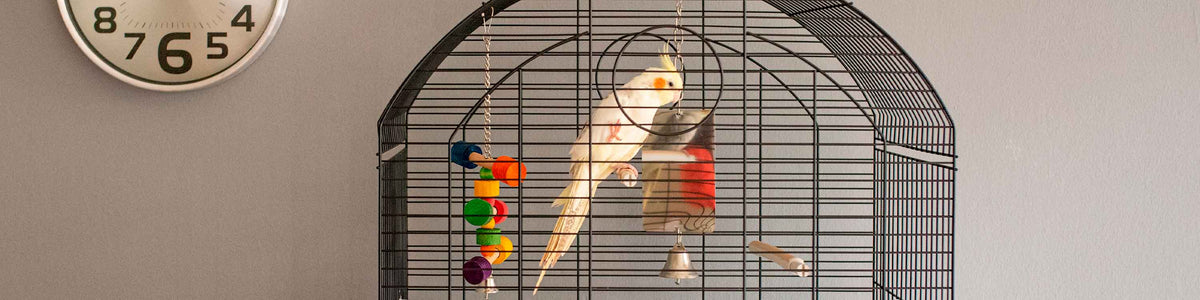 Ferplast Cage Oiseau PIANO 4, Cage Canari Oiseaux, avec Mangeoires