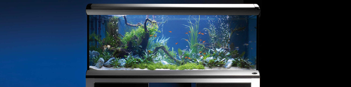 AQUARIUMS EN VERRE