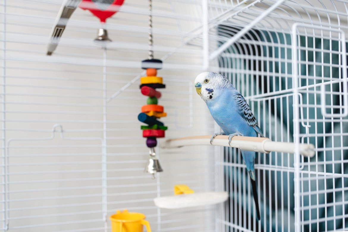 Cage oiseaux sur pied, Voliere bois, Cage a oiseaux sur pied