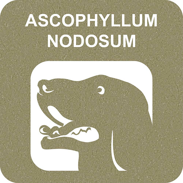 100% SNACK A REMPLIR -  TOOTHBRUSH ASCOPHILLUM