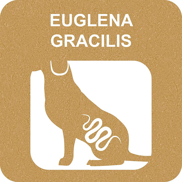 100% SNACK A REMPLIR - BONE EUGLENA