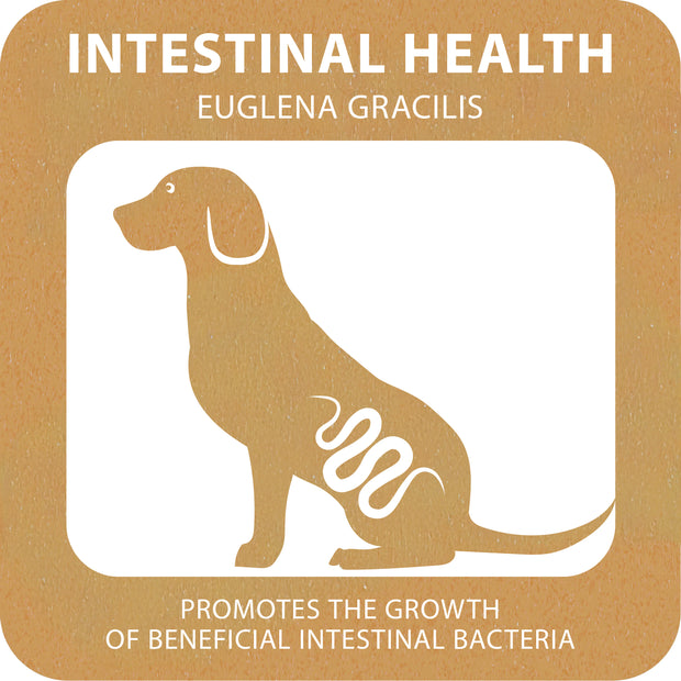 100% SNACK A REMPLIR -  TOOTHBRUSH EUGLENA