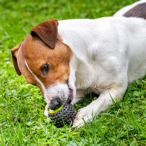 CHEWA BOING DISPENSER