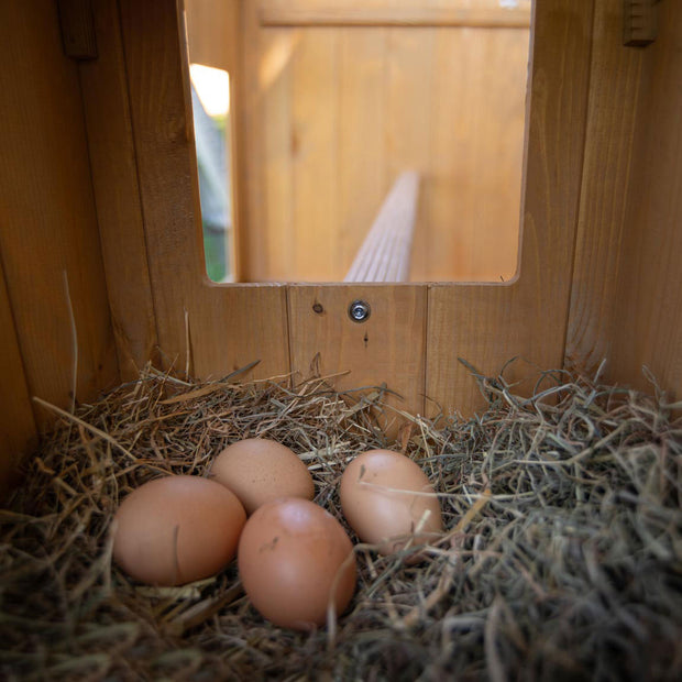 HEN HOUSE 10