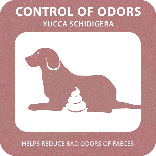 100% SNACK A REMPLIR - TOOTHBRUSH YUCCA